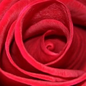 Gros Plan de Rose Rouge