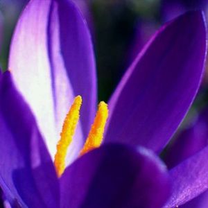 Fleur Violette Vibrante
