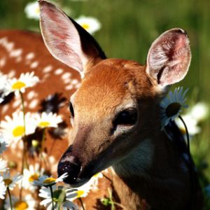 Faon Parmi les Marguerites