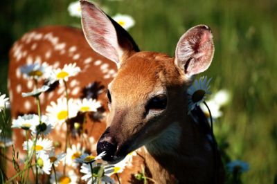 Faon Parmi les Marguerites