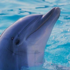 Dauphin Joueur dans l'Eau