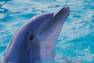 Dauphin Joueur dans l'Eau