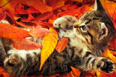 Chaton Mignon dans les Feuilles d'Automne