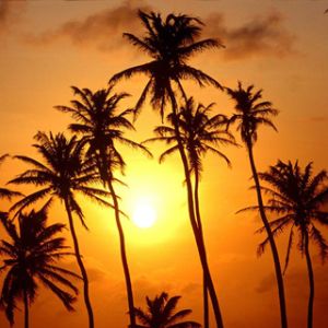 Coucher de Soleil avec Palmiers