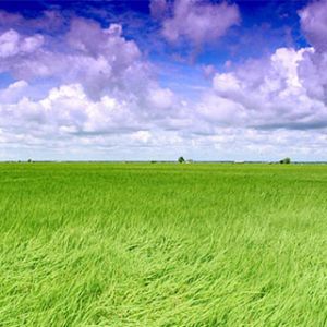 Champs Verts Vibrants et Ciel Bleu
