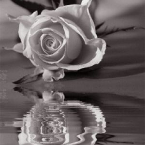 Belle Rose Noir et Blanc