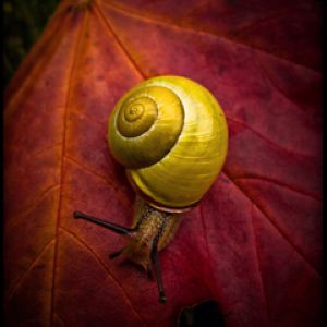 Escargot jaune sur feuille d'automne