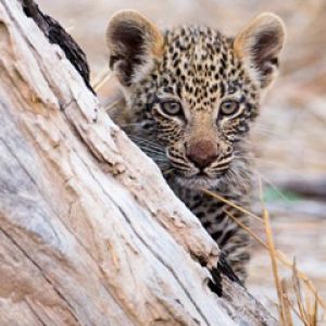 Petit Léopard dans la Nature