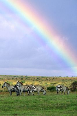 Zèbres Sous un Arc-en-Ciel