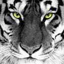 Tigre Blanc Majestueux