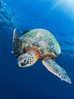 Tortue de Mer Sous l'Eau
