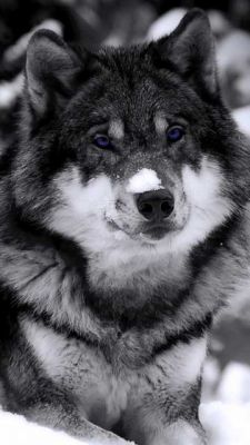 Loup Majestueux dans la Neige