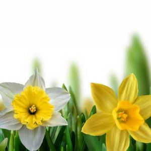 Beaux Narcisses en Fleurs