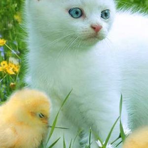 Mignonne Chaton Blanc avec Poussins