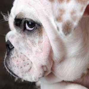 Profil de Bulldog Adorable