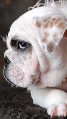 Profil de Bulldog Adorable