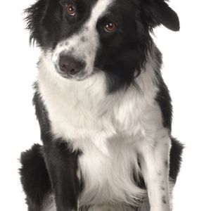 Chien Border Collie Mignon