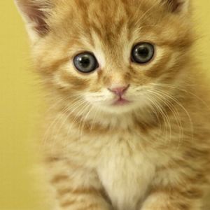 Mignon chaton orange