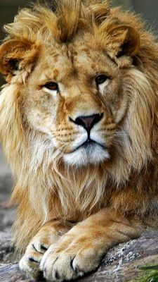 Lion Majestueux en Gros Plan