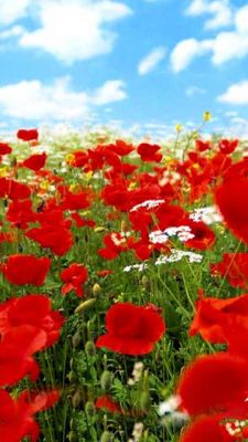 Champ de Coquelicots Rouges Vifs