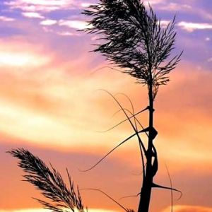 Silhouette d'Herbe au Coucher de Soleil