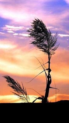 Silhouette d'Herbe au Coucher de Soleil