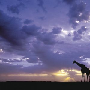 Silhouette de Girafe au Coucher de Soleil