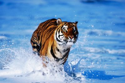 Tigre Majestueux Courant dans l'Eau