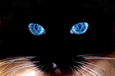 Yeux Mystiques de Chat