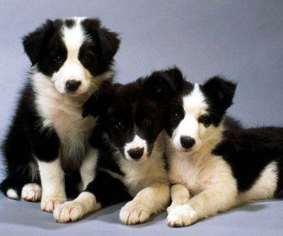 Chiots Border Collie Adorables