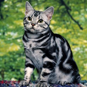 Chat Tabby Argent Mignon