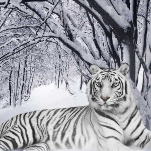 Tigre Blanc dans la Forêt Enneigée