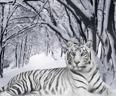 Tigre Blanc dans la Forêt Enneigée