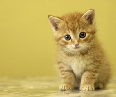 Mignon chaton orange