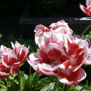 Beaux tulipes rouges et blanches