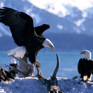 Aigles à tête blanche dans la nature