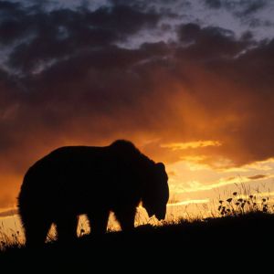 Silhouette d'Ours au Coucher de Soleil
