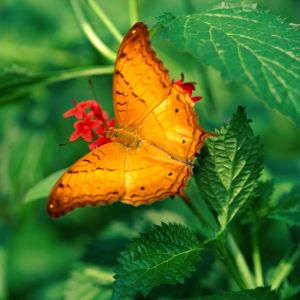 Papillon Orange Éclatant