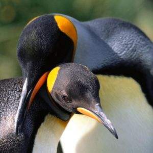 Pingouins Adorables en Câlin