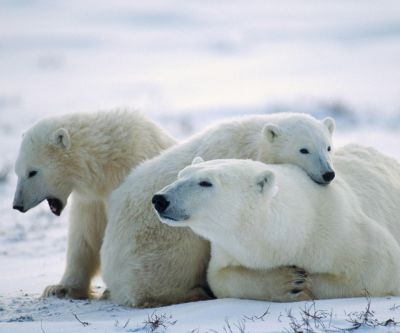 Ours Polaires dans la Neige