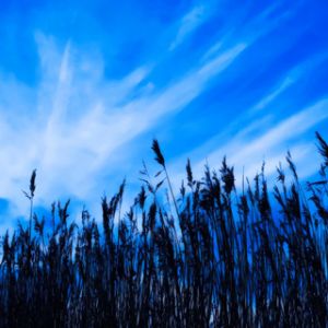 Ciel Bleu et Roseaux