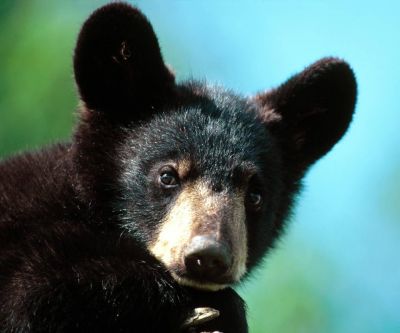 Mignon Ourson Noir