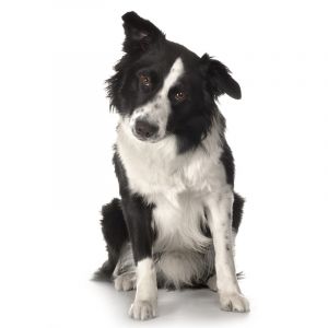 Border Collie Adorable