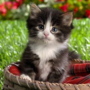 Chaton Adorable dans un Panier