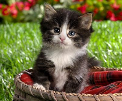 Chaton Adorable dans un Panier