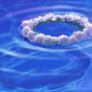 Couronne Florale sur l'Eau