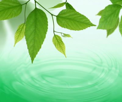 Feuilles Vertes et Ondes d'Eau