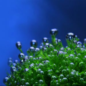 Mousse Verte avec Gouttes d'Eau