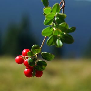 Baies Rouges sur Feuilles Vertes