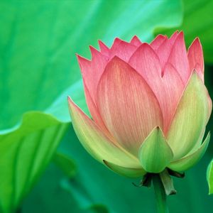 Belle fleur de lotus rose